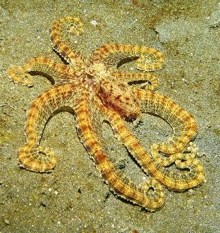 Screen Actor Octopus